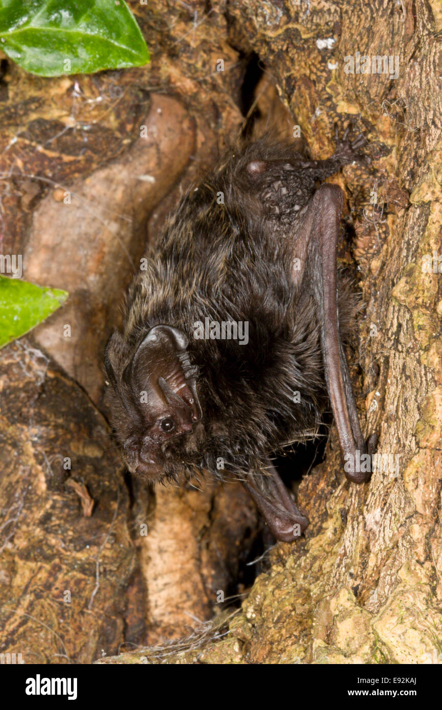 Mopsfledermaus - Barbastella barbastellus Stockfoto