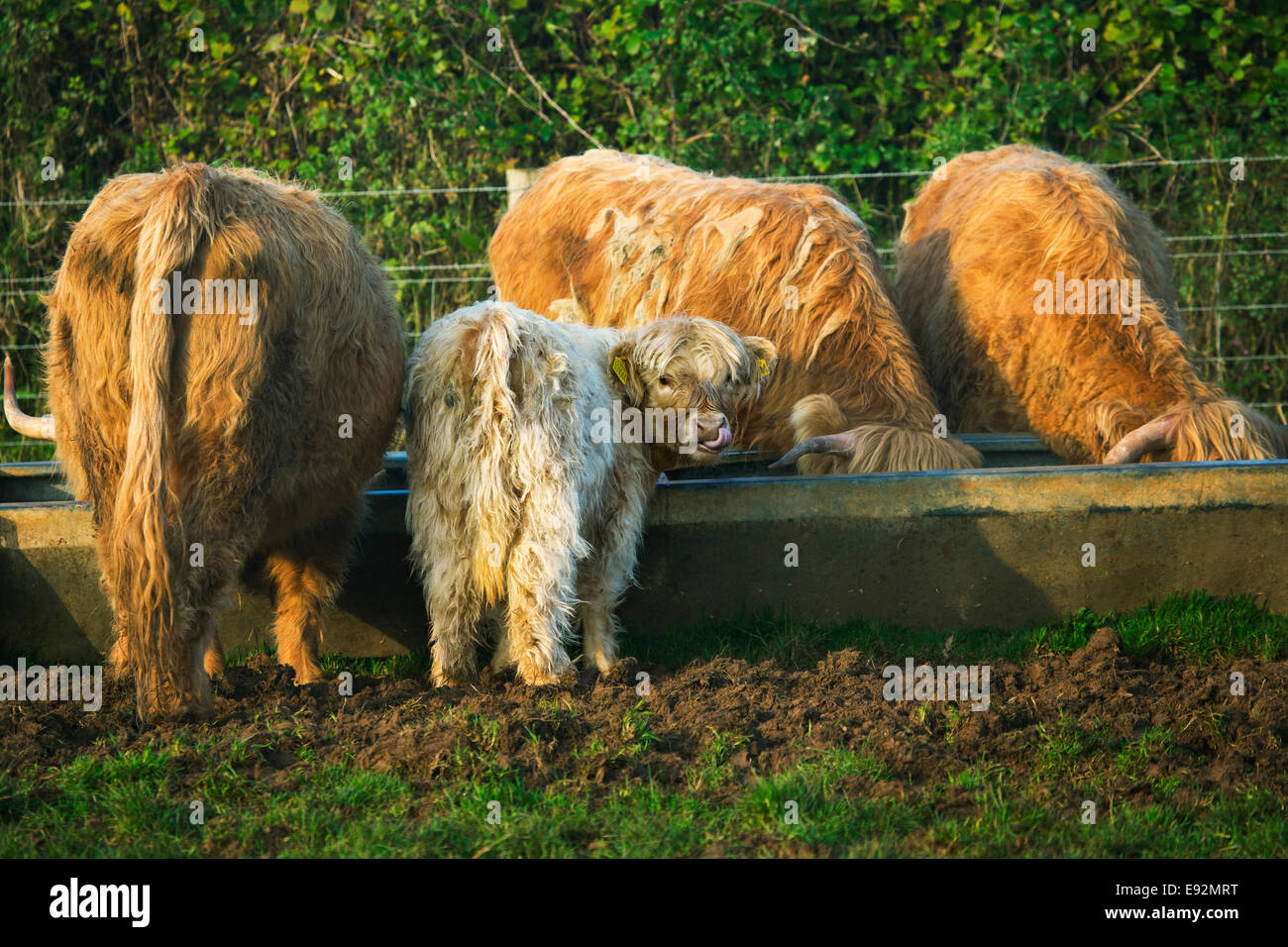 Highland Rinder Fütterung aus einem Futtertrog Stockfoto