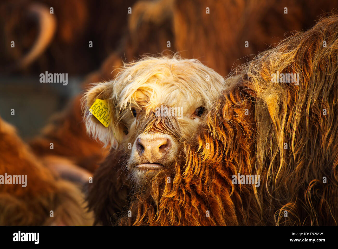 Ein Hochland Kalb mit Blick auf die Mütter-Hals Stockfoto