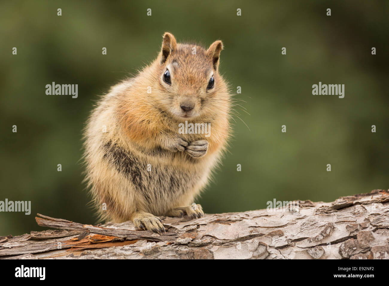 Östliche Chipmunk in freier Wildbahn, USA Stockfoto