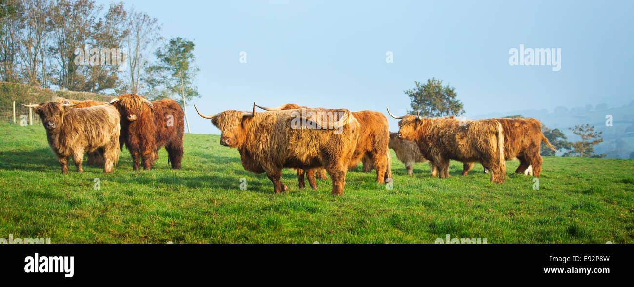 Eine Herde von Highland Cattle Stockfoto