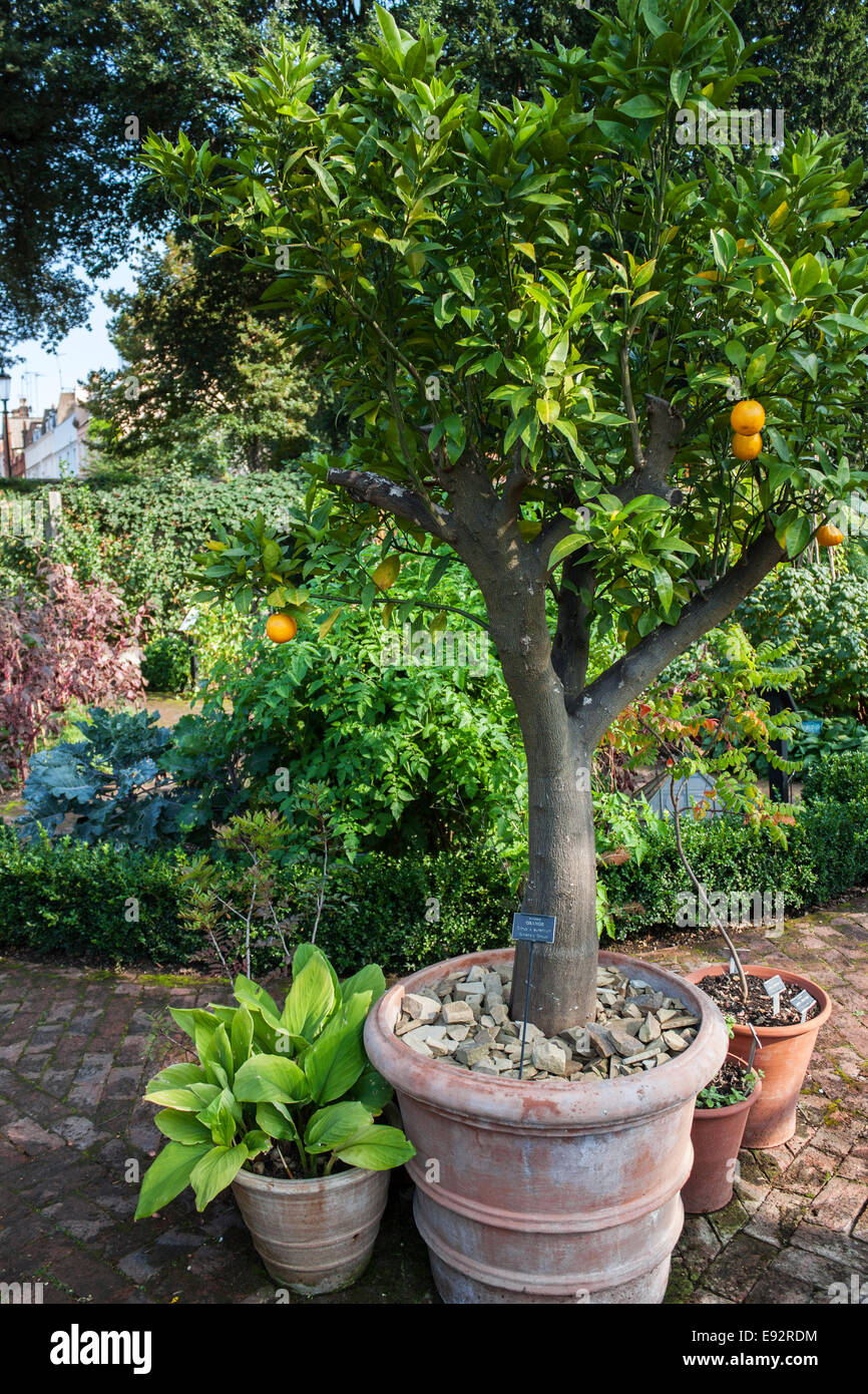 Fruchtung Orangenbaum, Chelsea Physic Garden, London Stockfoto