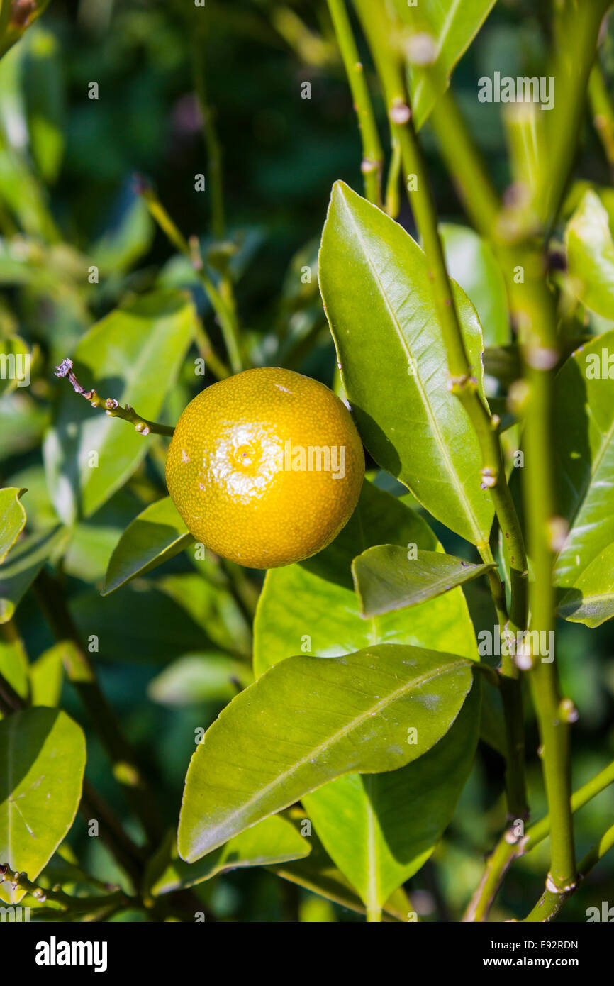 Haben Frucht am Baum Stockfoto