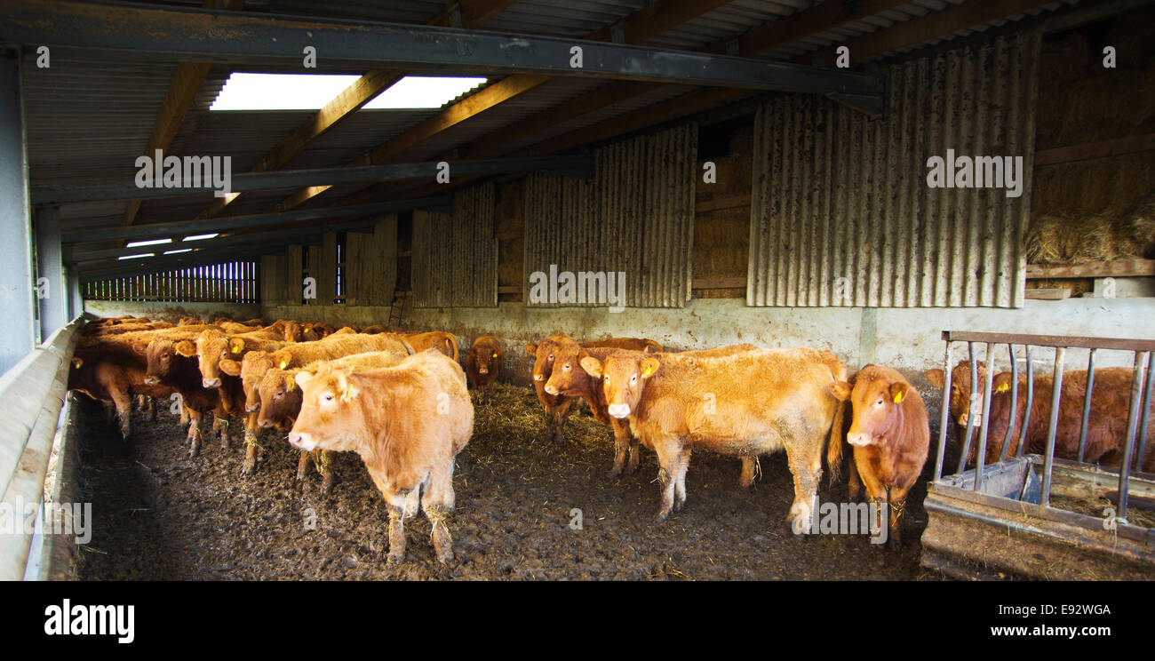 South Devon Rinder in einem Stall für den winter Stockfoto