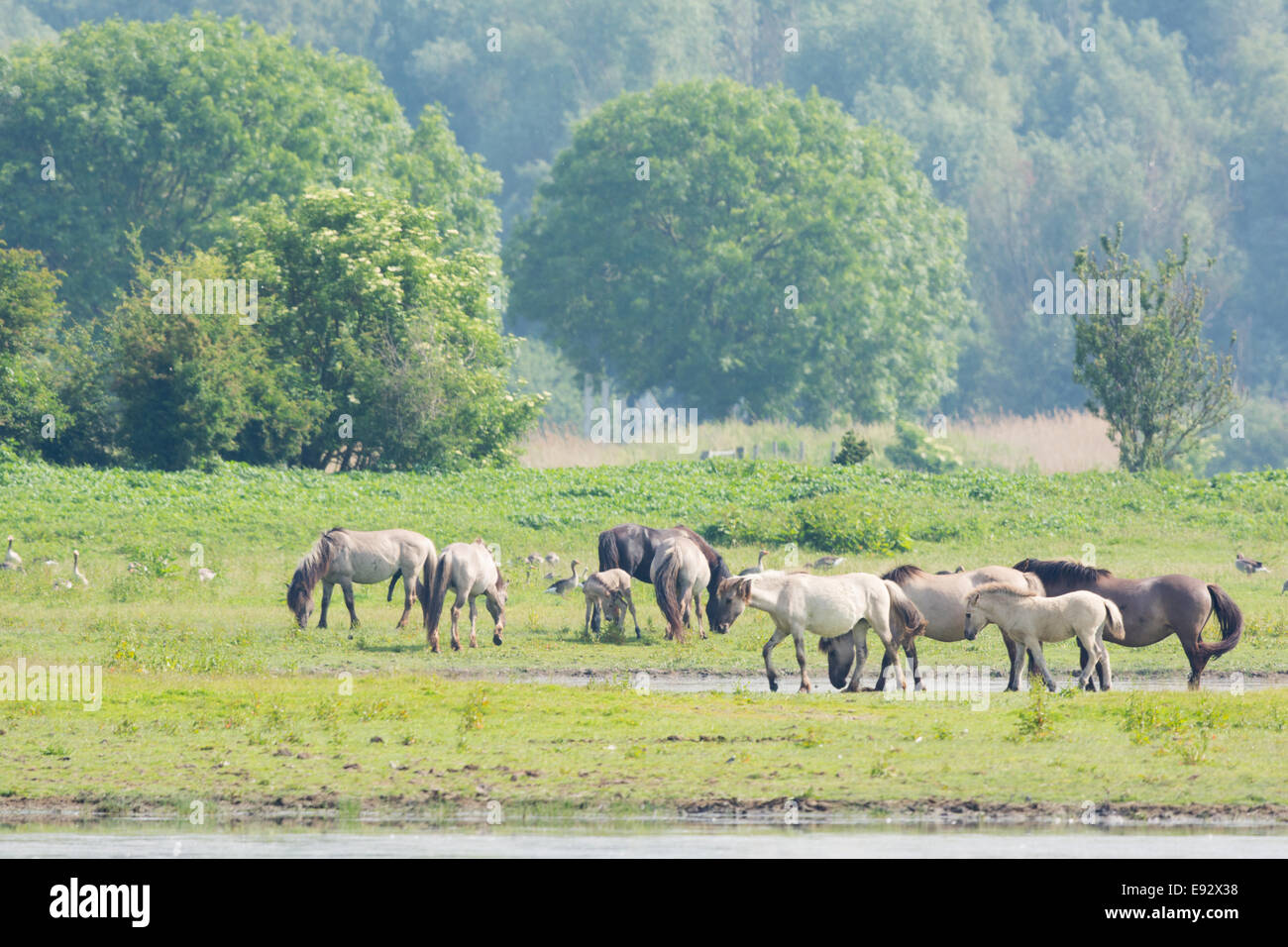 Konik-Pferden in der Naturlandschaft in Holland Stockfoto