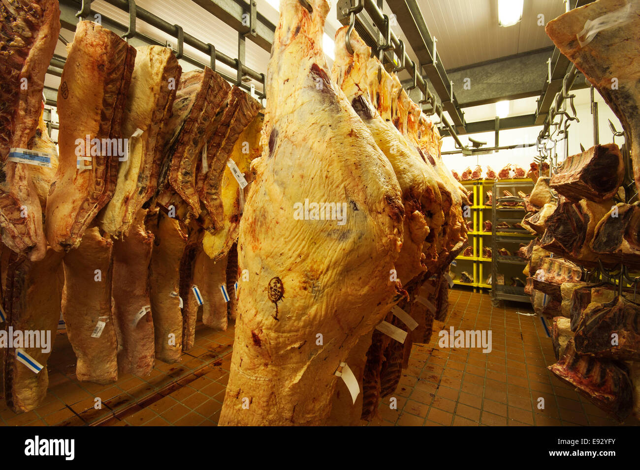 Rindfleisch in einem Kühlhaus hängend Stockfoto