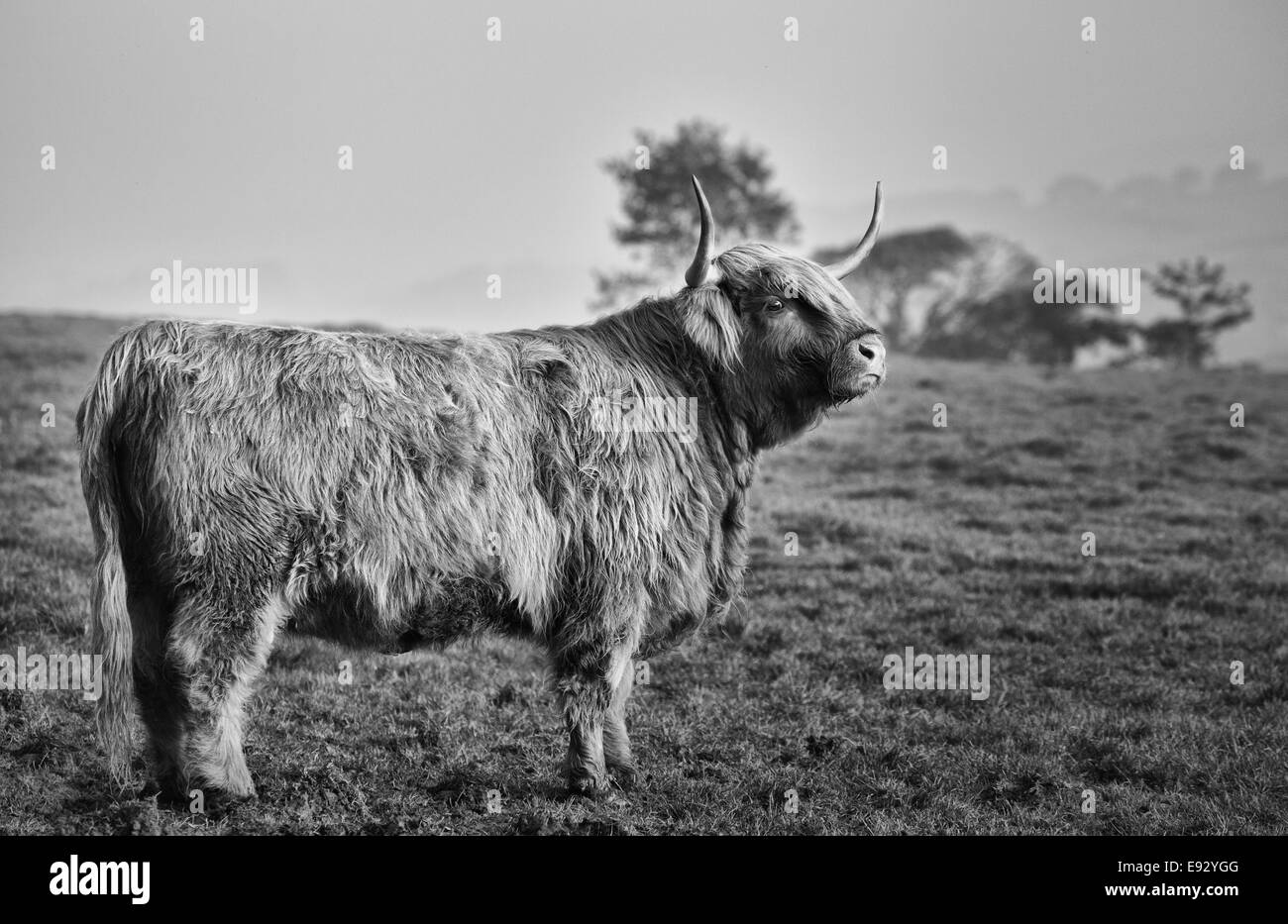 Highland Cow Stockfoto