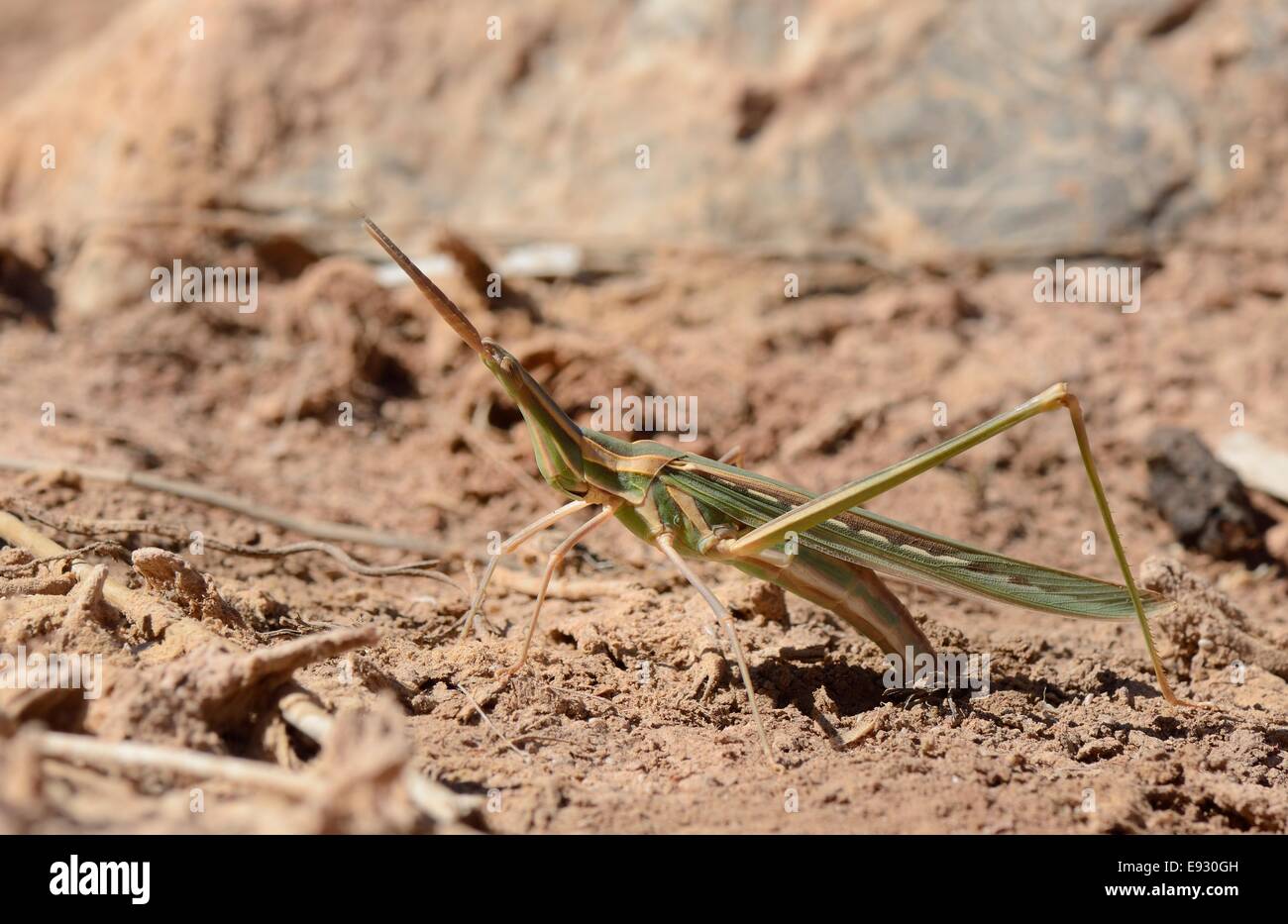 Weibliche Neigung konfrontiert / große Nase / Langnasen-Grasshopper (Truxalis Nasuta) in der Eiablage ausgetrocknet Marsh, gebacken, Griechenland, Mai. Stockfoto