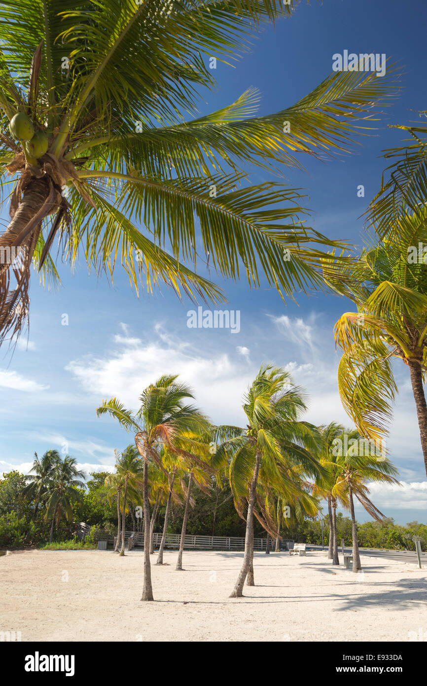 PALMEN, VIEL STRAND JOHN PENNEKAMP CORAL REEF STATE PARK KEY LARGO FLORIDA USA Stockfoto