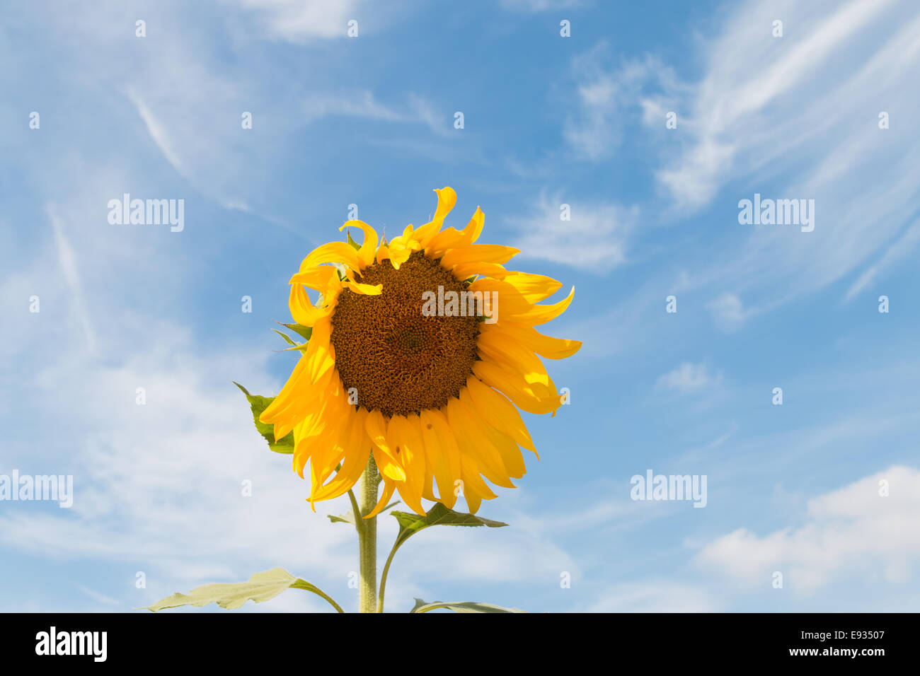 Sonnenblume auf einem blauen Himmel Stockfoto