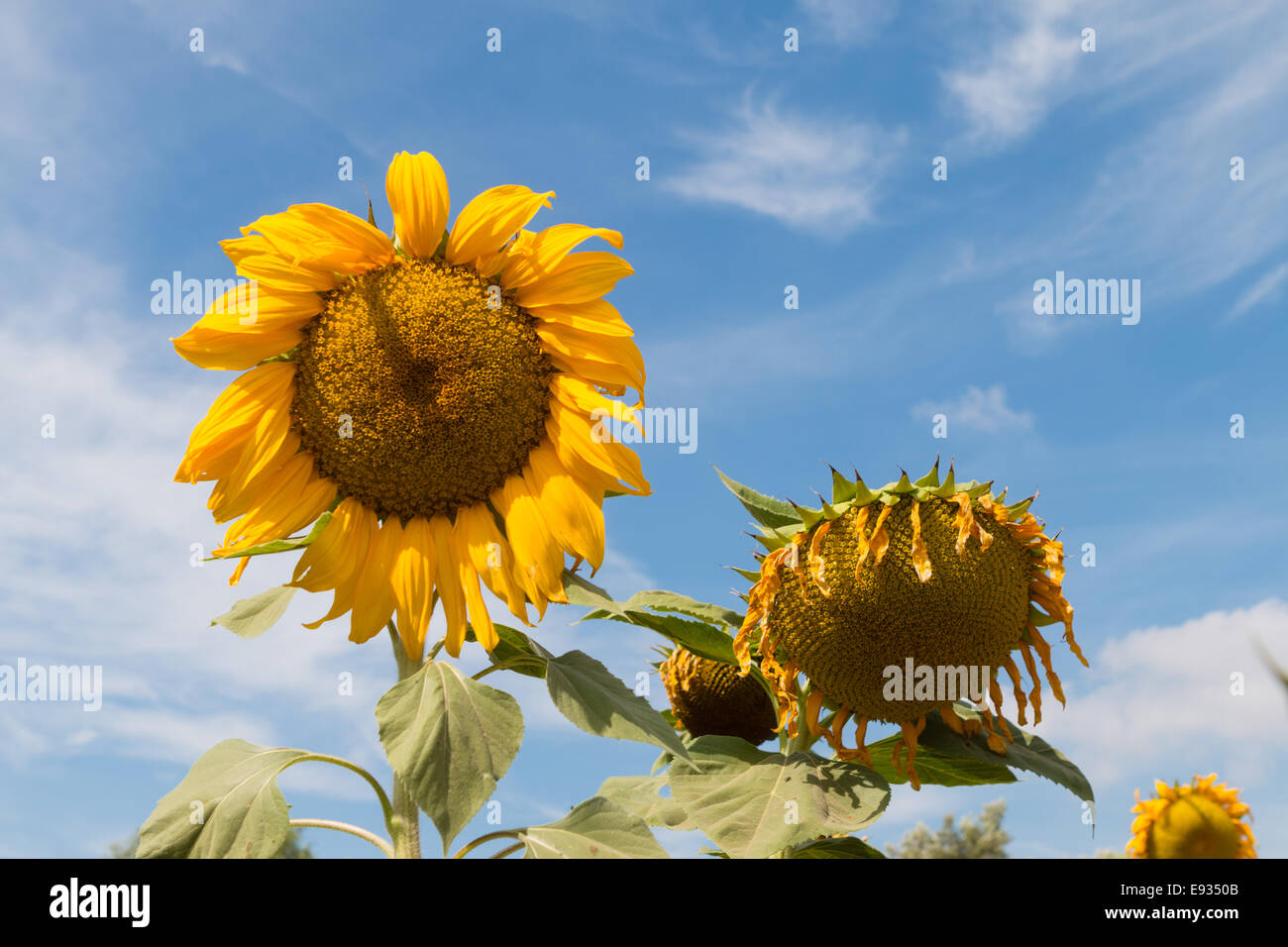 Sonnenblume auf einem blauen Himmel Stockfoto