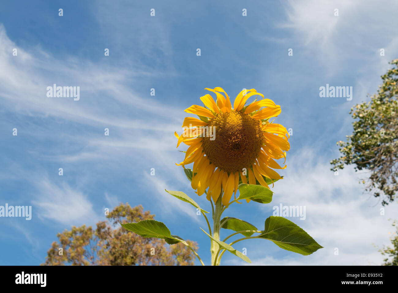 Sonnenblume auf einem blauen Himmel Stockfoto