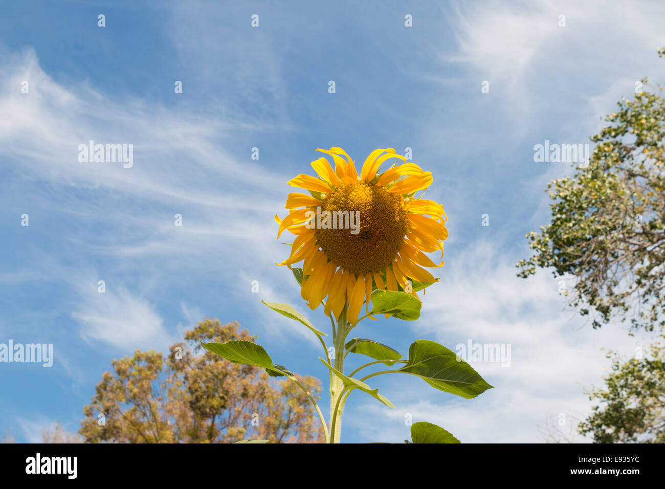 Sonnenblume auf einem blauen Himmel Stockfoto