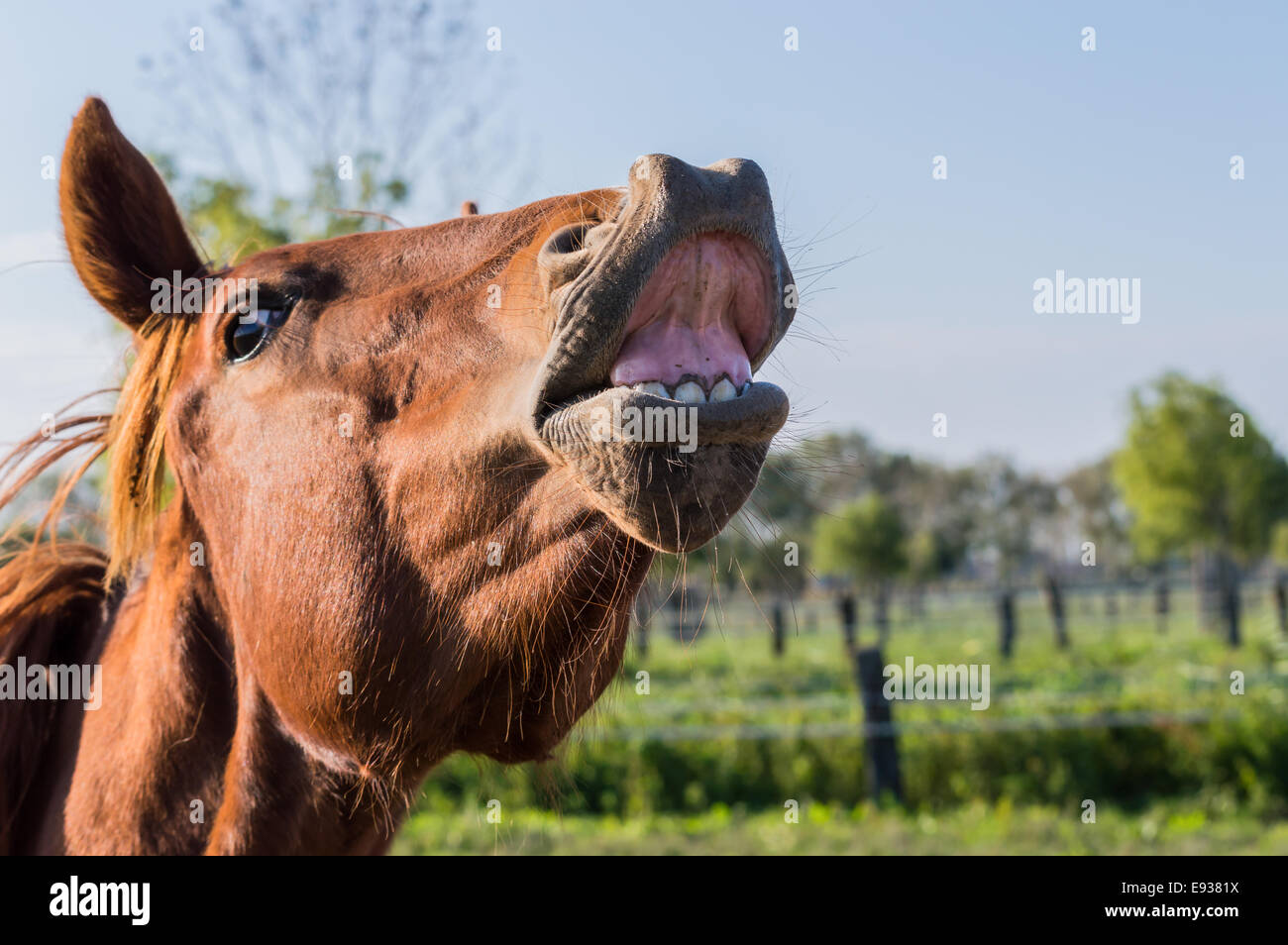 Lustiges Pferd Porträt, das scheint zu lachen Stockfoto