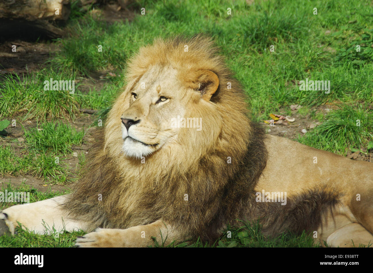 Männlicher Löwe in der Wiese Stockfoto