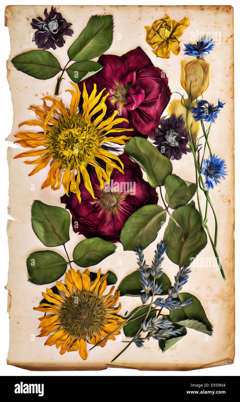 getrocknete Blumen auf Alter Papier. Lavendel, Rosen, Sonnenblumen, Kornblume. Ölgemälde-Stil. Retro-Farbe getönt Bild Stockfoto
