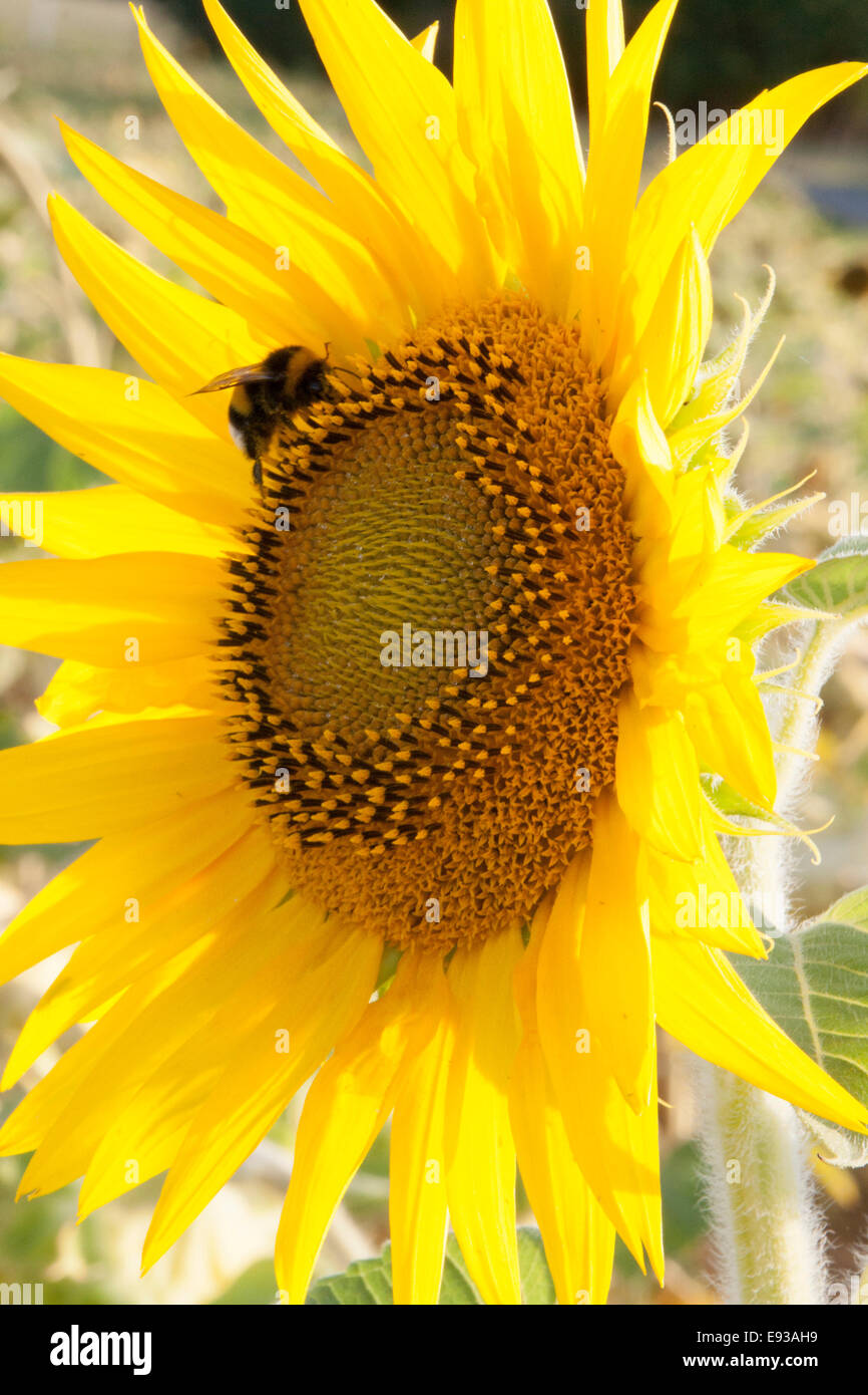 Biene auf Sonnenblume Stockfoto