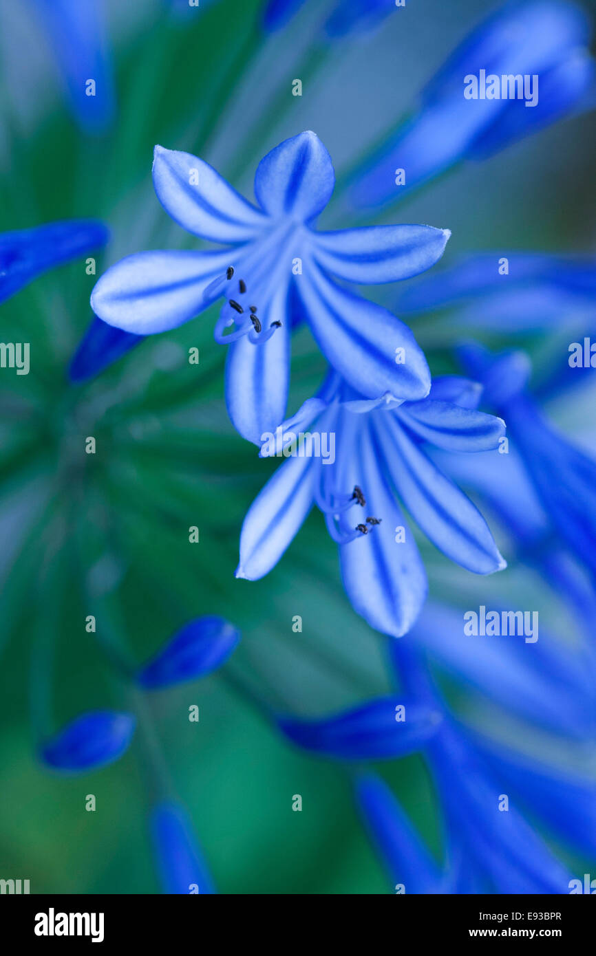 Agapanthus Blaue Lilie Blume Stockfoto