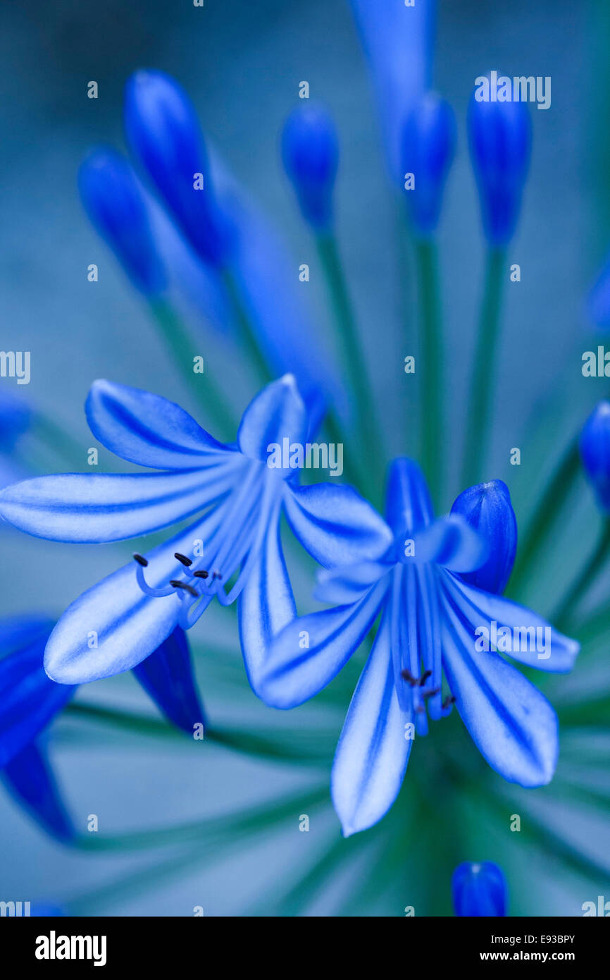 Agapanthus Blaue Lilie Blume Stockfoto