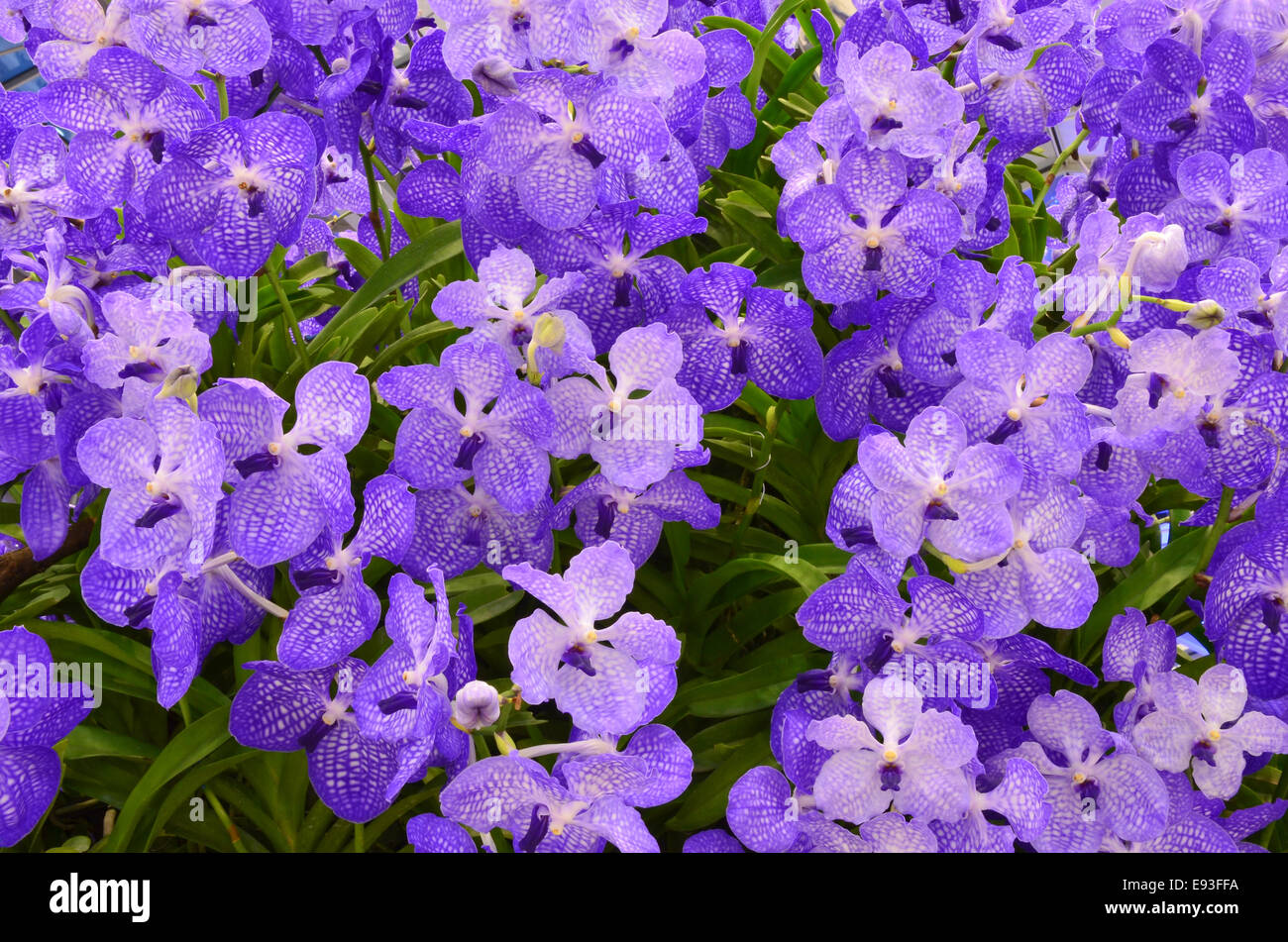 Violet Orchidee Hintergrund Stockfoto