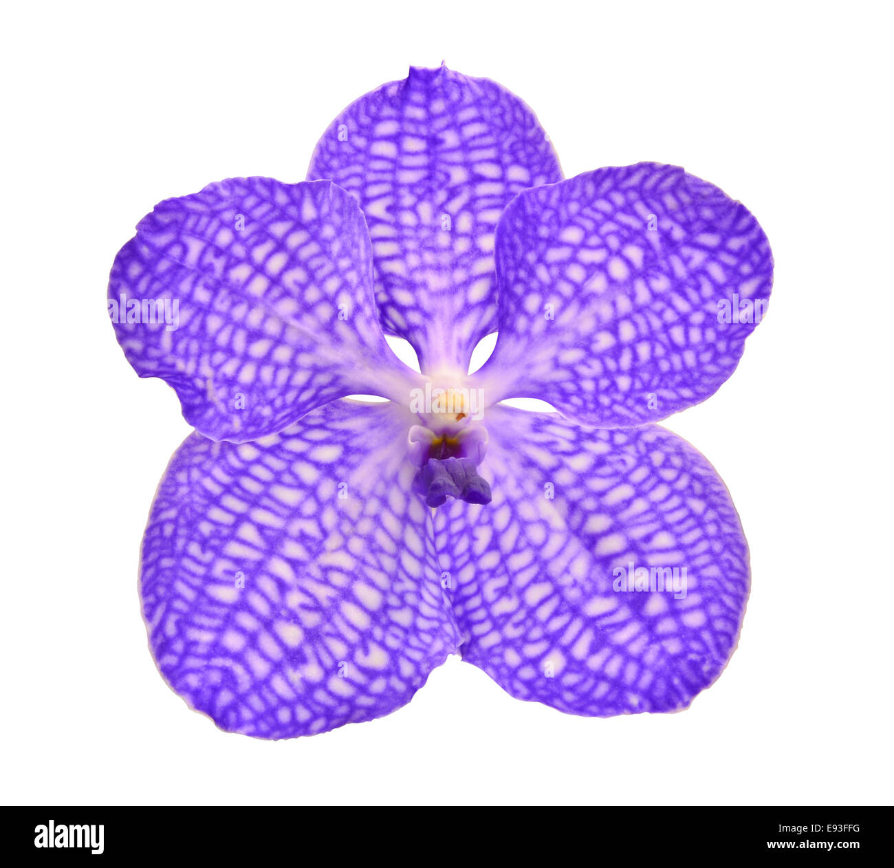 Violetten Orchidee isoliert auf weiss Stockfoto