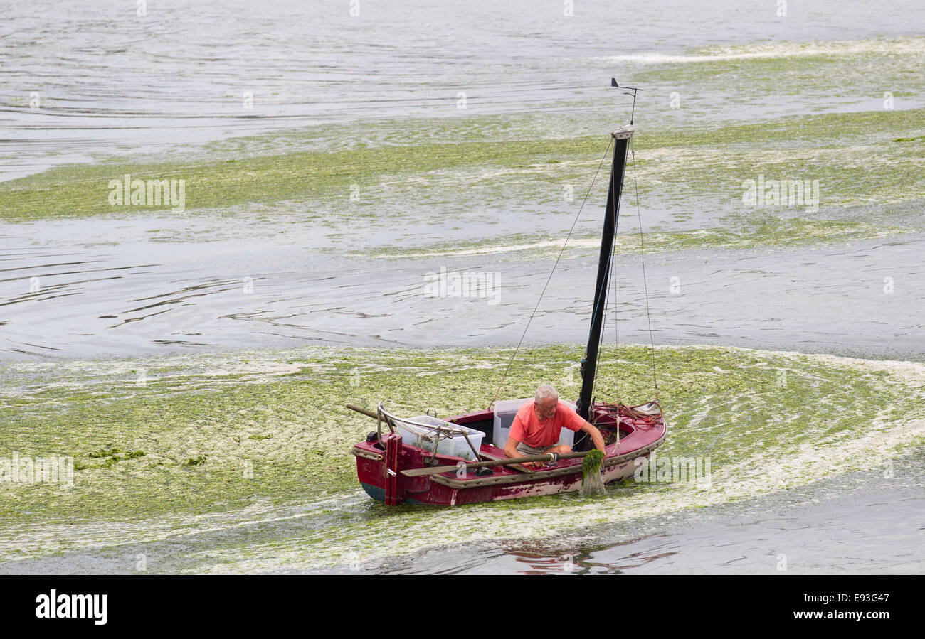 Algen werden für den Einsatz als Ferlilizer sammeln Stockfoto