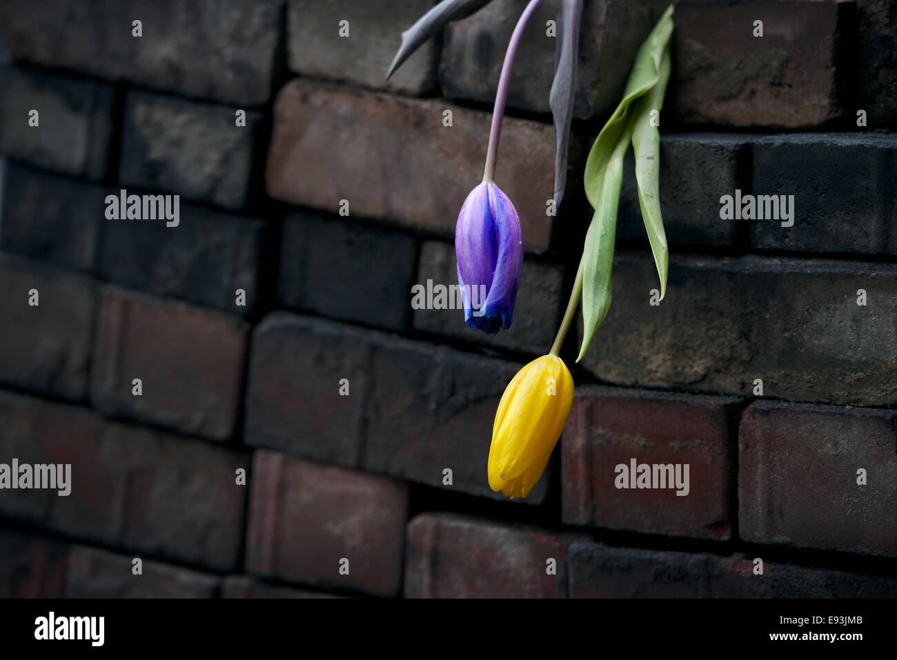 Tulpen hängen von Ruß bedeckt Barrikade nach der Maidan-shootings Stockfoto