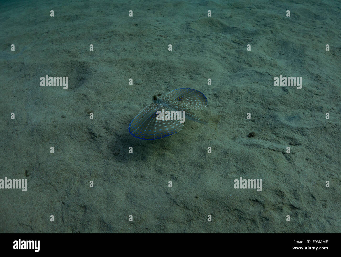 Fliegen, Knurrhahn, Dactylus Volitans, Foto von Malta, westliches Mittelmeer. Stockfoto