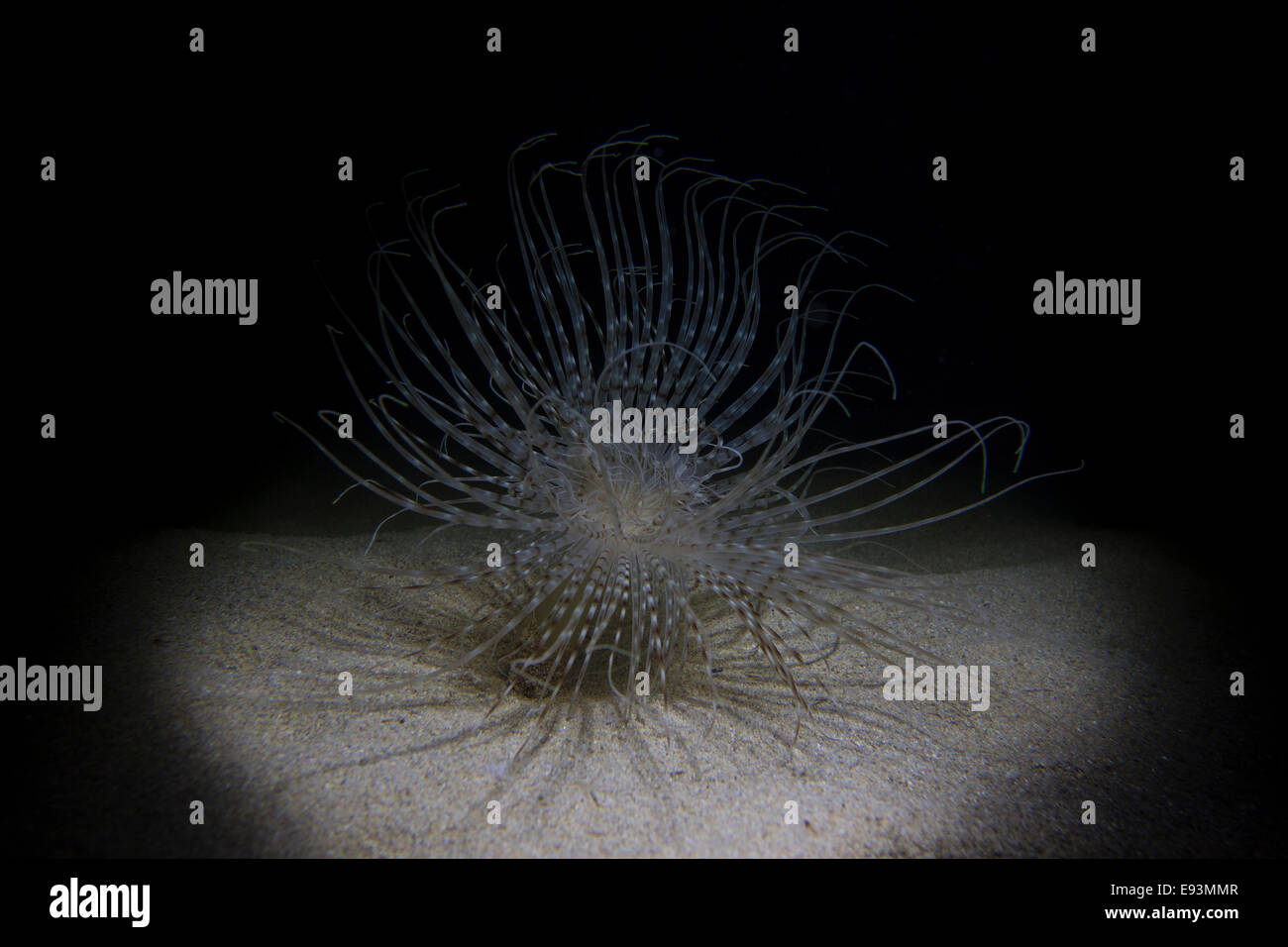 Rohr-Wohnung Anemone, Pachycerianthus Solitarius, in der Nacht vom Mittelmeer entfernt. Stockfoto