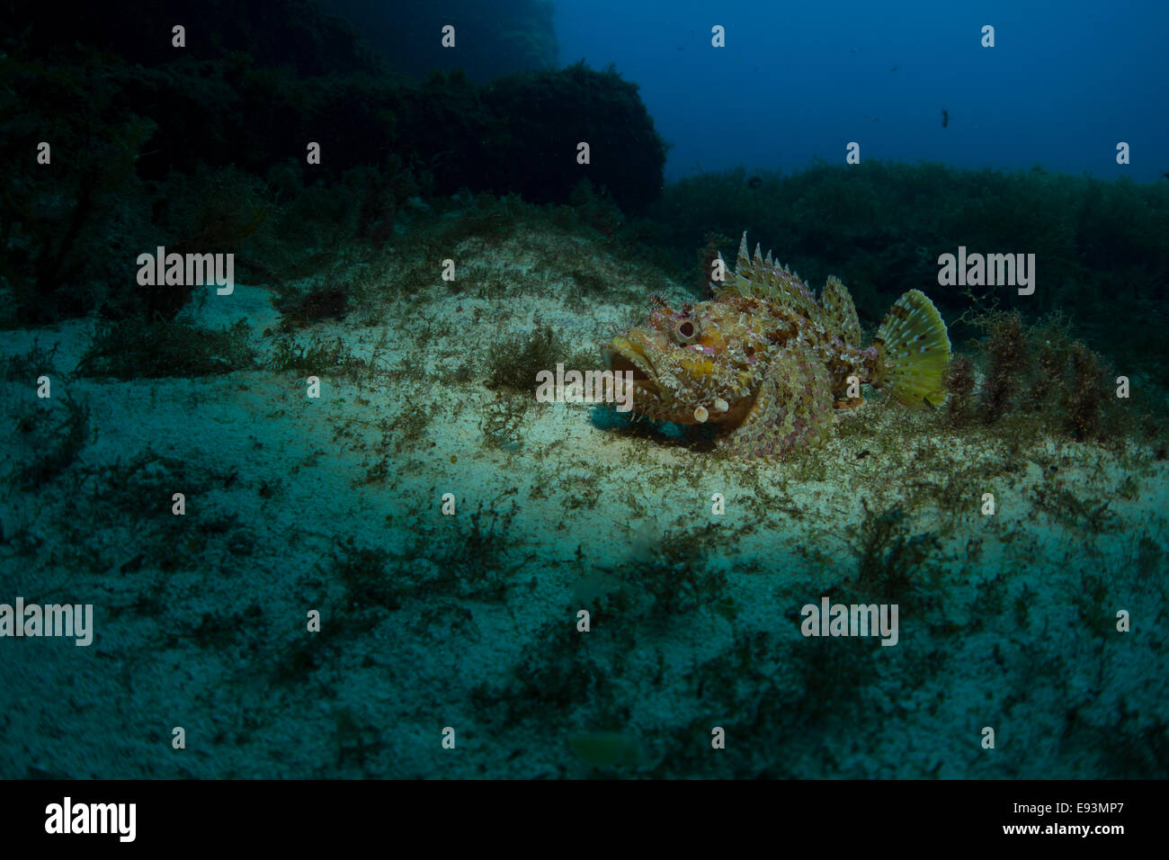 Roter Drachenkopf, Scorpaena Scrofa, Foto von Malta, Mittelmeer. Stockfoto