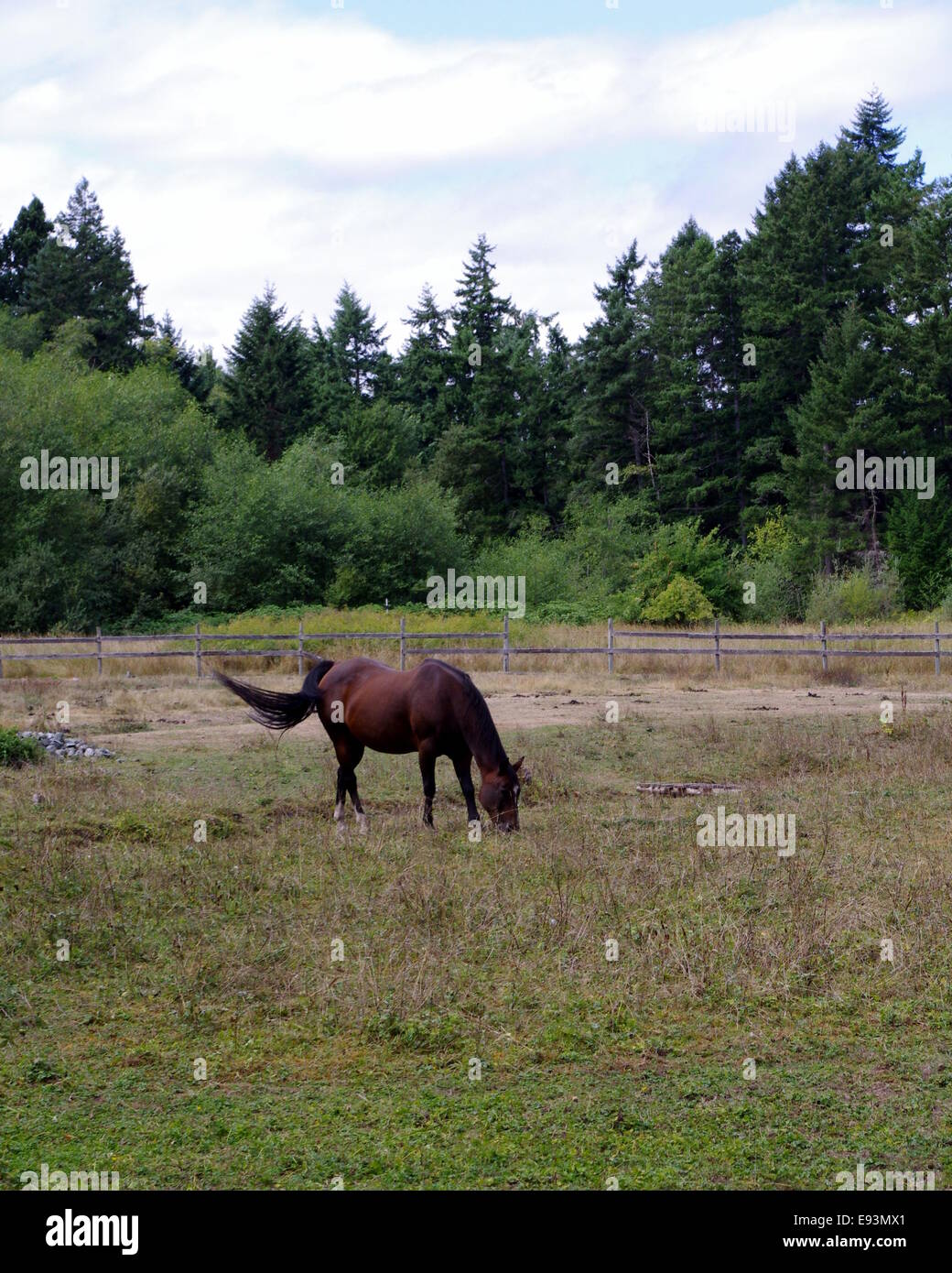 Foto eines braunen Pferdes Rauschen seinen Schweif. Stockfoto