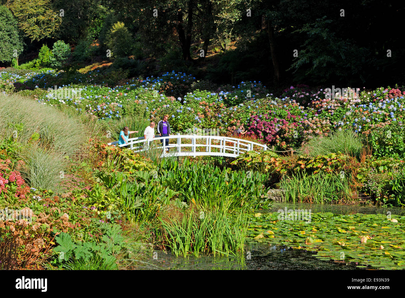 Die Hortensie-Tal im Trebah Gardens in der Nähe von Mawnan Smith, Cornwall, UK Stockfoto