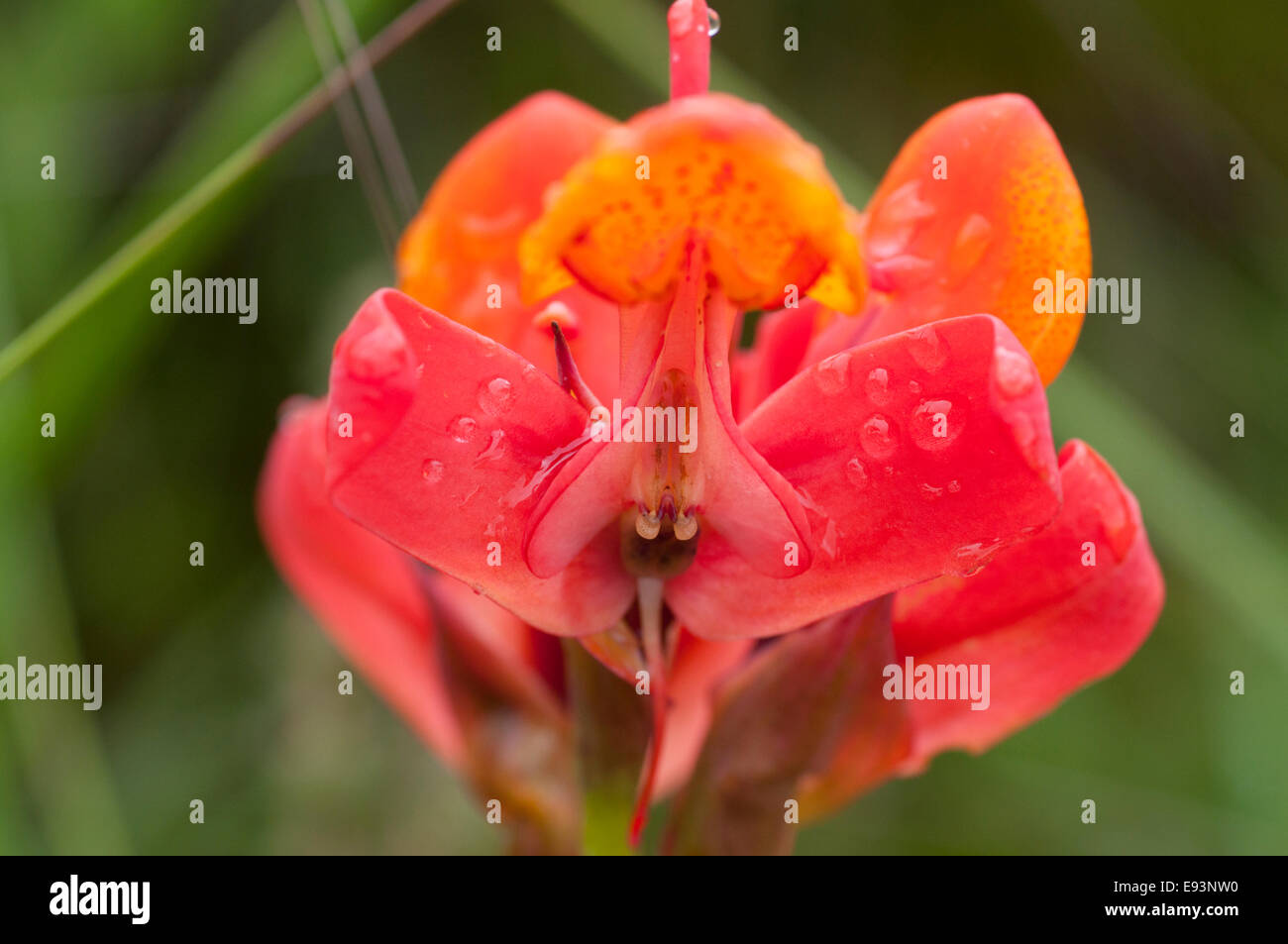 Eine Nahaufnahme von der Vorderseite der Blume von der Orchidee Disa Stolzii gefunden auf dem Kitulo-Plateau, Tansania Stockfoto