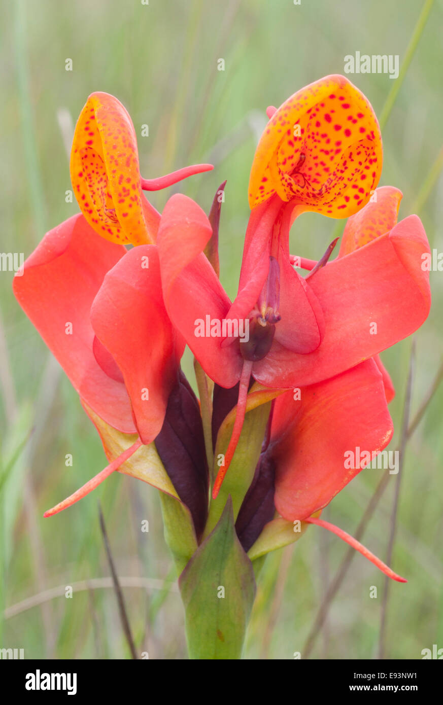 Eine Nahaufnahme der Seitenansicht der Blüte der Orchideen Disa-Stolzii fand auf dem Kitulo-Plateau, Tansania Stockfoto