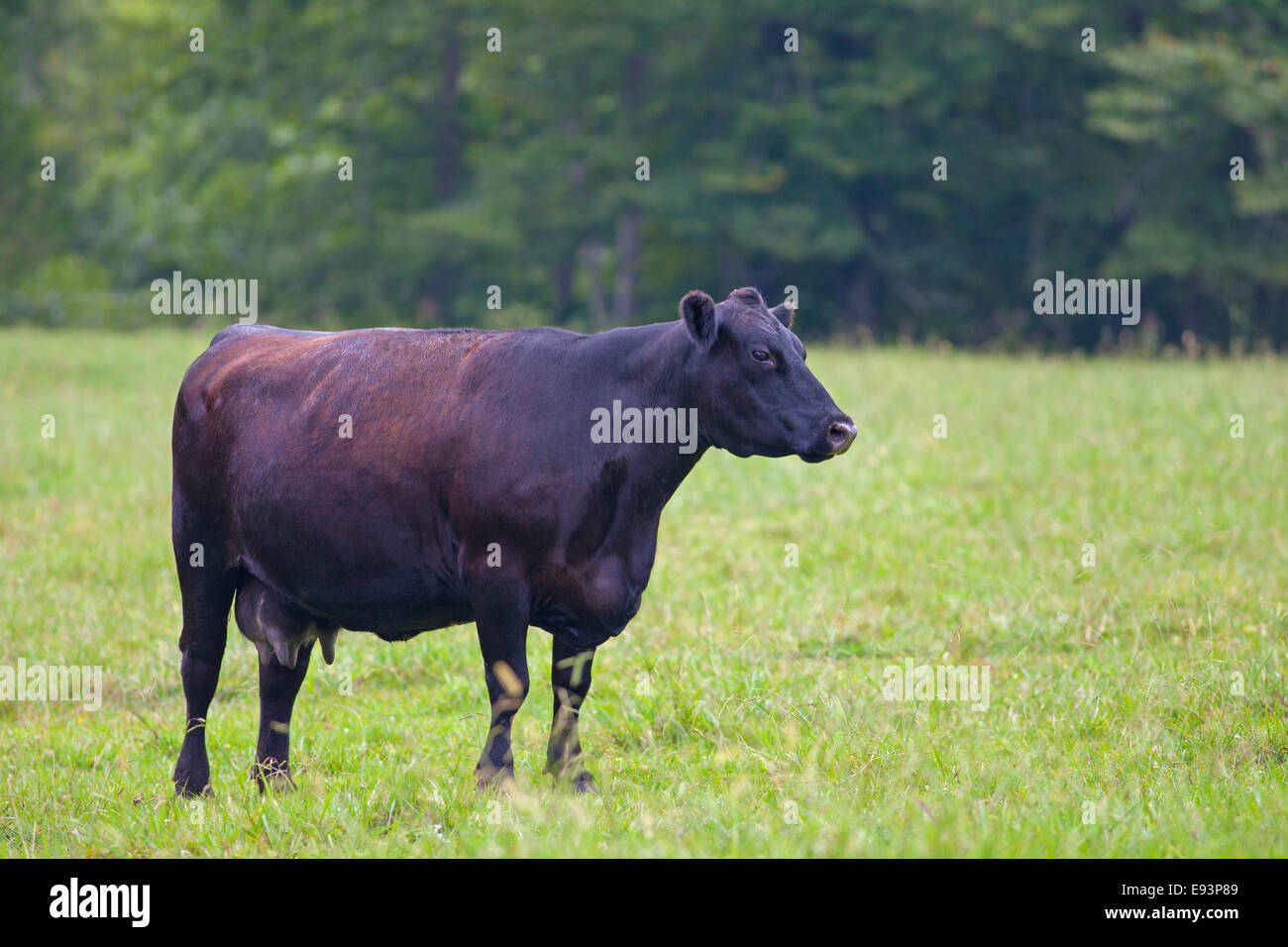 Weibliche Black Angus Kuh stehend in einem Feld Stockfoto