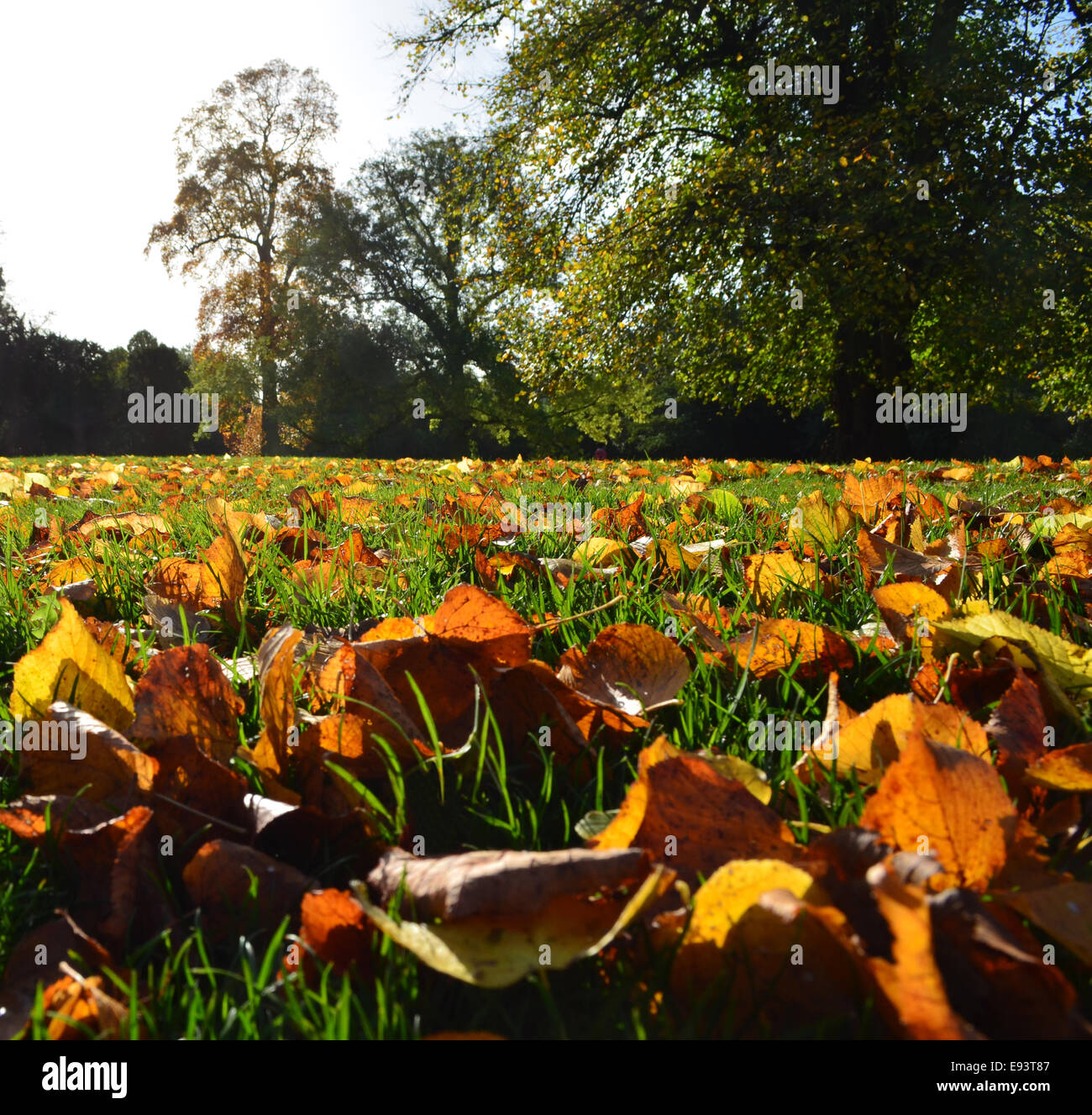 Herbstlaub auf dem Rasen Stockfoto