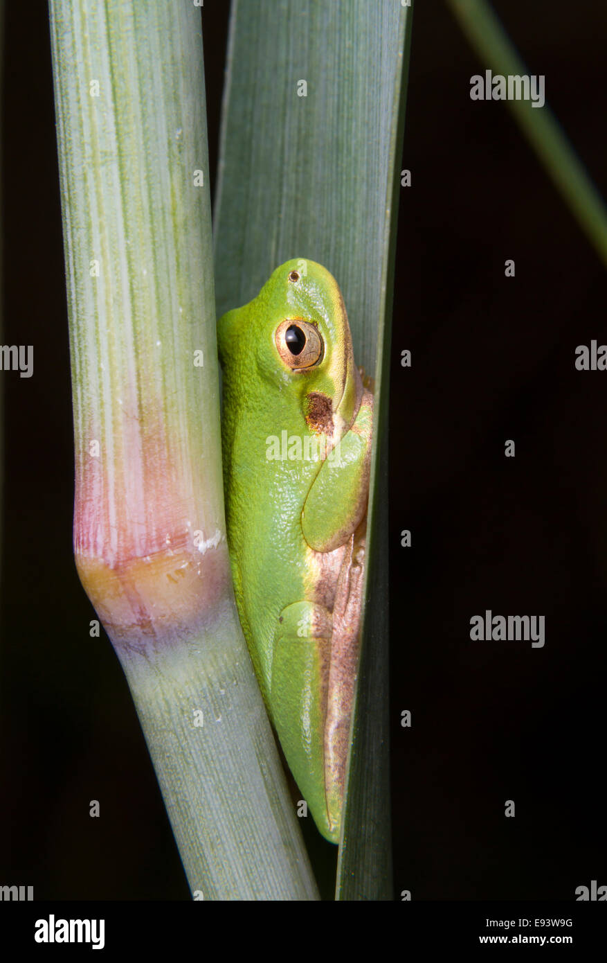 Amerikanischen grünen Laubfrosch (Hyla Cinerea) in das Blatt Tasche ein Sumpf Gras versteckt. High Island, Texas, USA Stockfoto