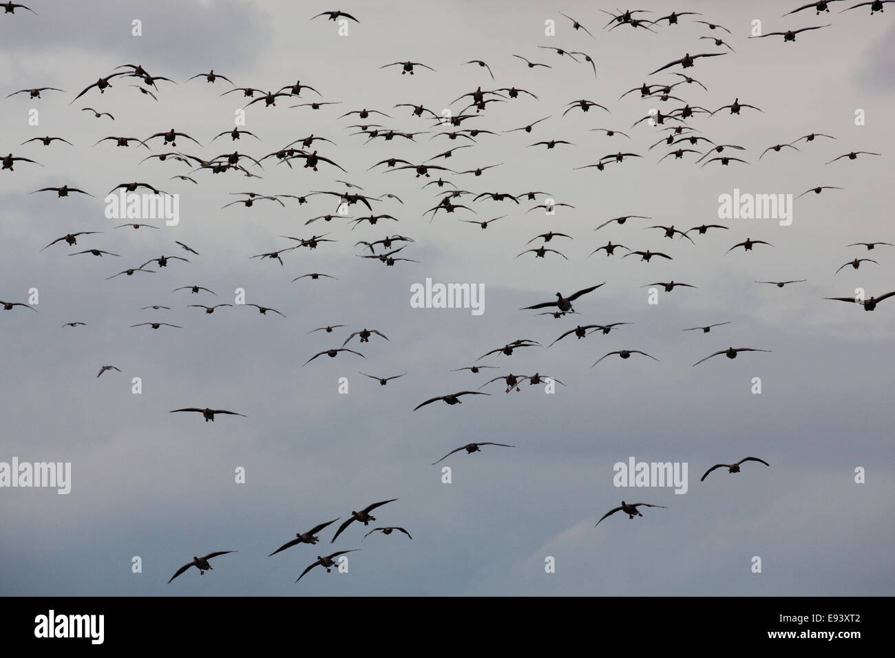 Pink-footed Gänse (Anser Brachyrhynchus).  Stränge, die Ankunft vor dem Hintergrund der Regenwolken. Martin Mere. Lancashire.UK. Stockfoto