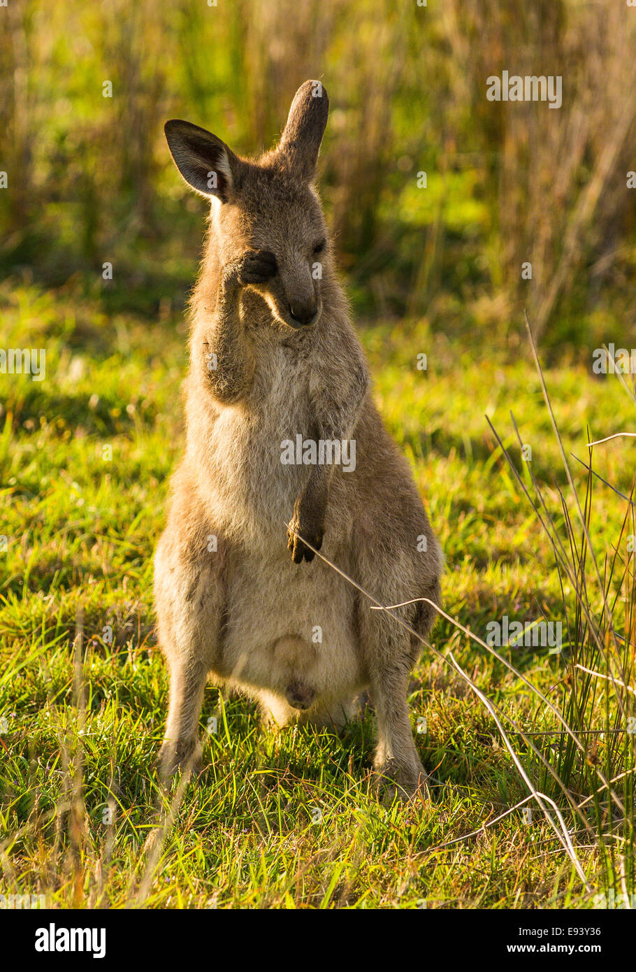 Östliche graue Kängurus auf Look At Me jetzt Landzunge, Emerald Beach, Coffs Harbour, New South Wales, Australien Stockfoto