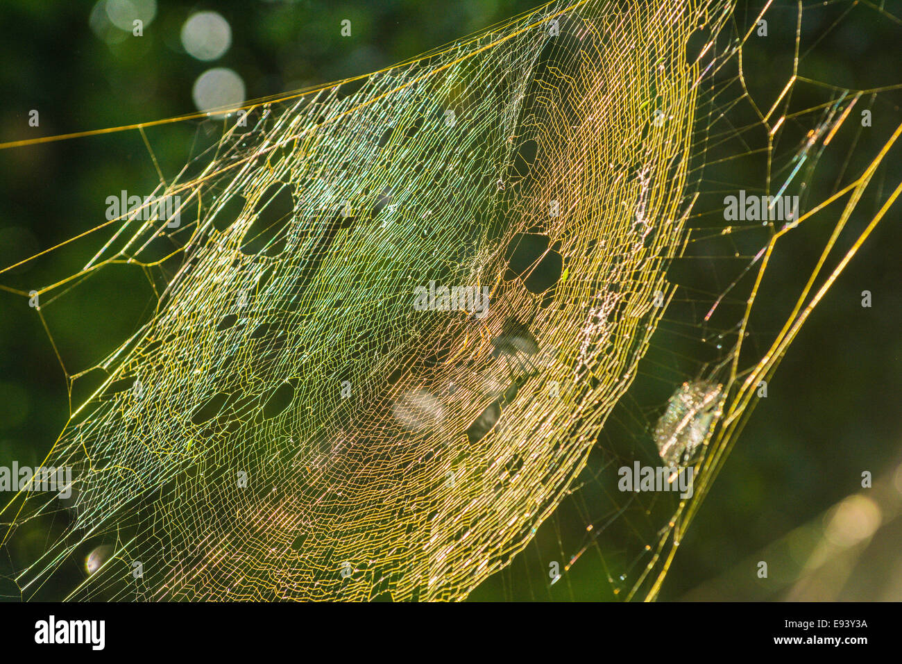 Golden Orb Weaver Spider wirft einen Schatten auf seine Web, Mt. Cootha Botanic Garden, Brisbane, Queensland, Australien Stockfoto