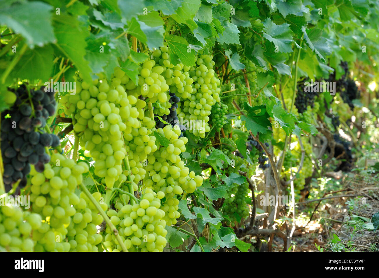 Pflanzung von blauen und grünen Trauben voller reifer Früchte Stockfoto