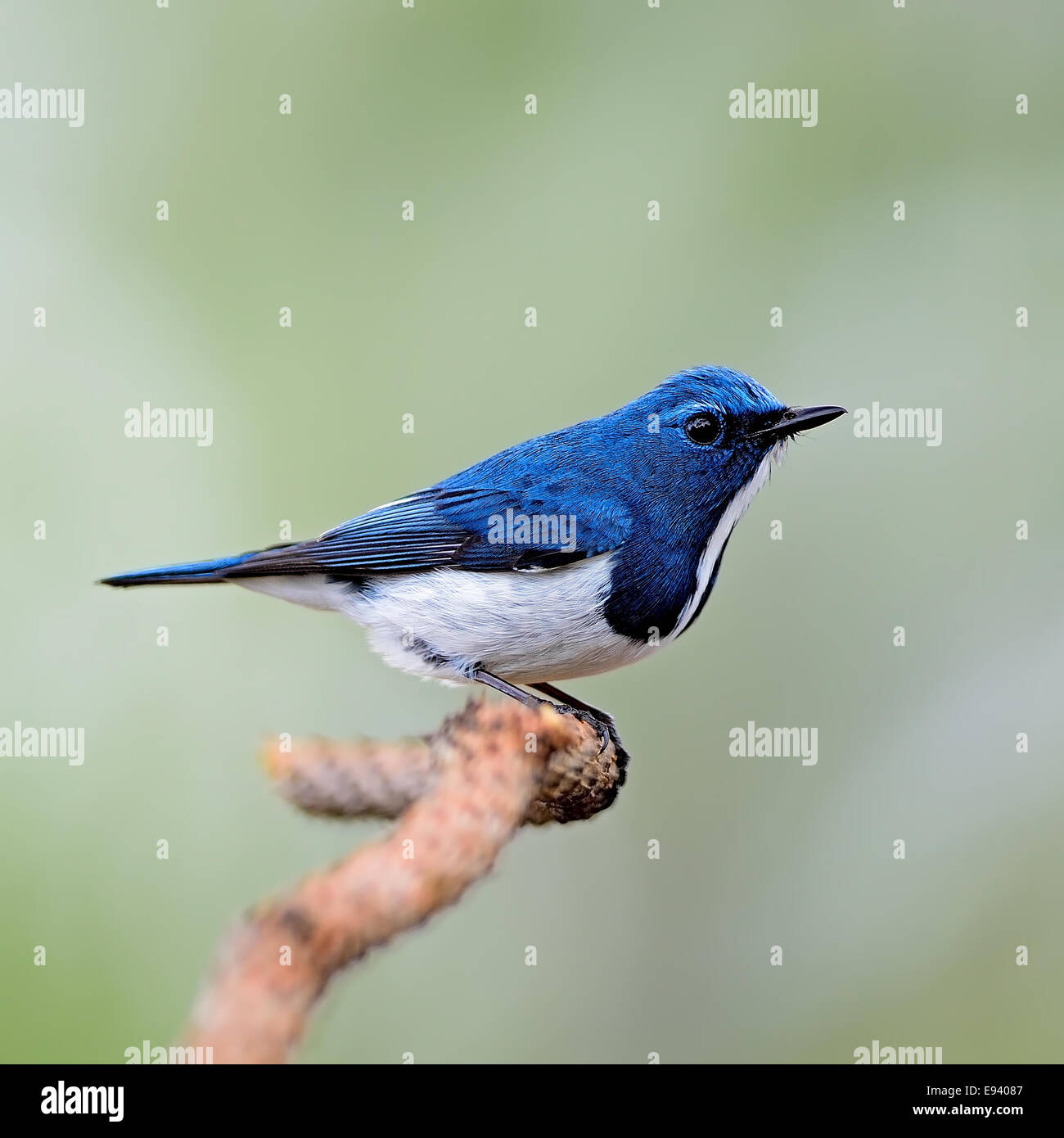 Bunten blauen und weißen Vogel, männliche Ultramarin-Fliegenschnäpper (Ficedula Superciliaris), hocken auf einem Ast Stockfoto