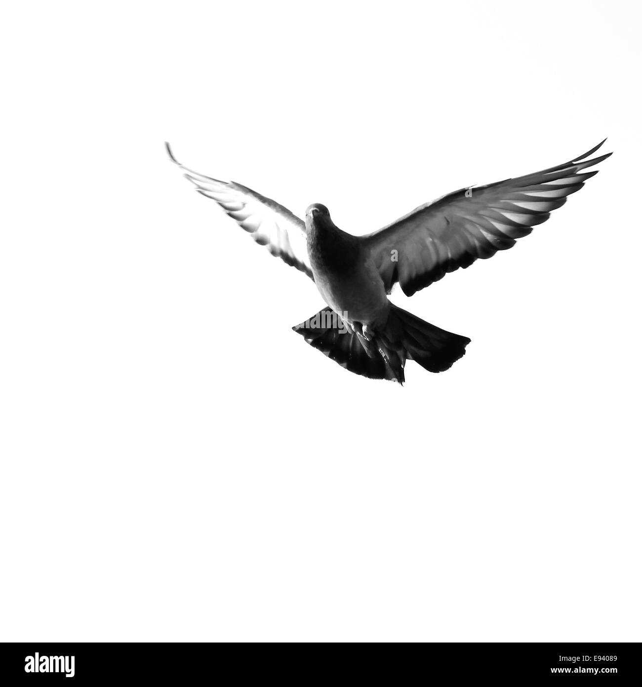 Rock Dove oder Felsen-Taube (Columba Livia) mit Flügeln, aufgewachsen in Flug in Monochrom Stockfoto