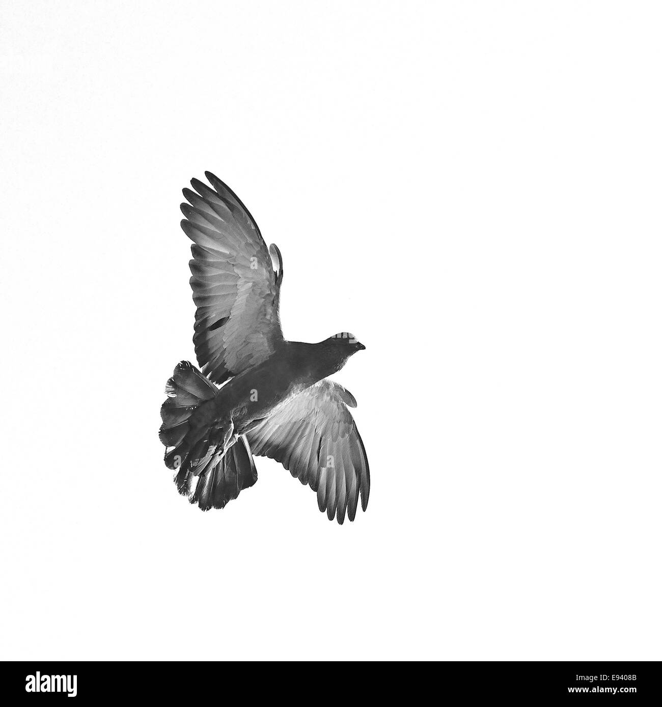 Rock Dove oder Felsen-Taube (Columba Livia) mit Flügeln, aufgewachsen in Flug in Monochrom Stockfoto