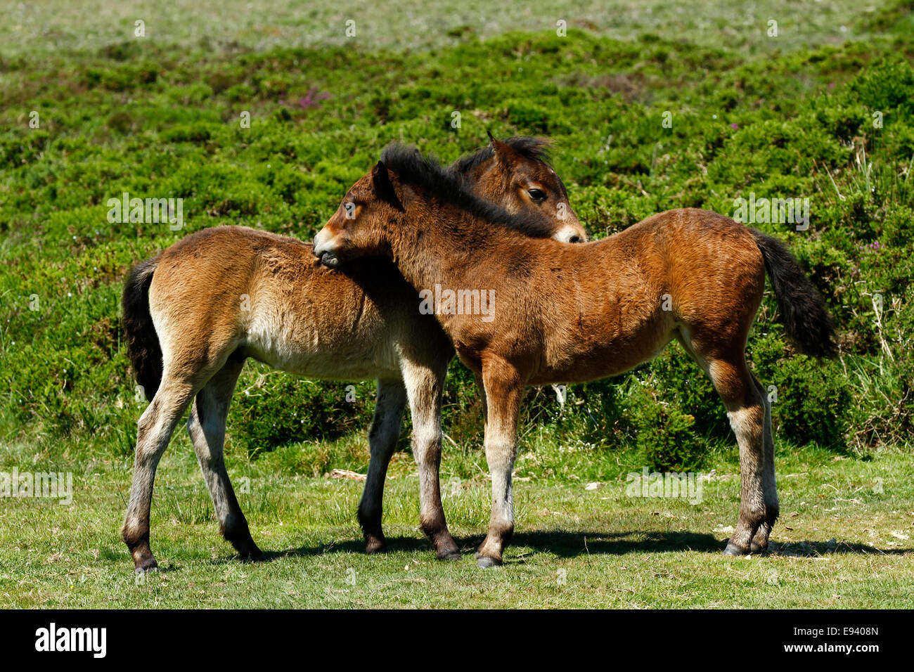 Wildpferde auf Dartmoor, bedeckt zwei Fohlen pflegen einander auf der Ginster & Heidekraut moorland Stockfoto