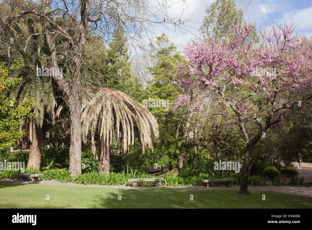 Frühling im Estrela Garten (Jardim da Estrela) in Lissabon, Portugal. Stockfoto