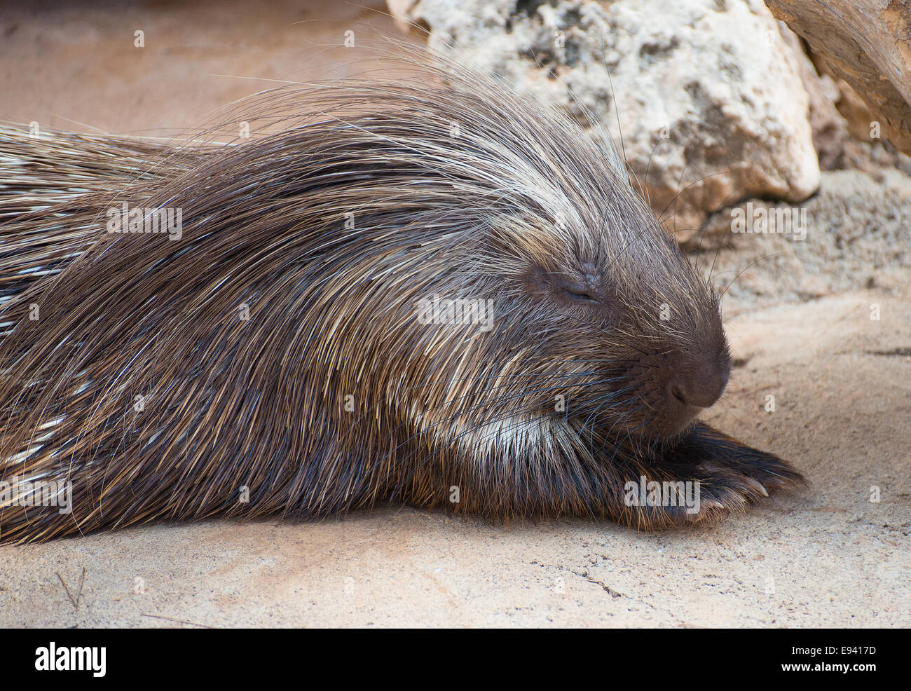 Alten Welt Stachelschwein im Nationalpark. Hystricidae. Stockfoto