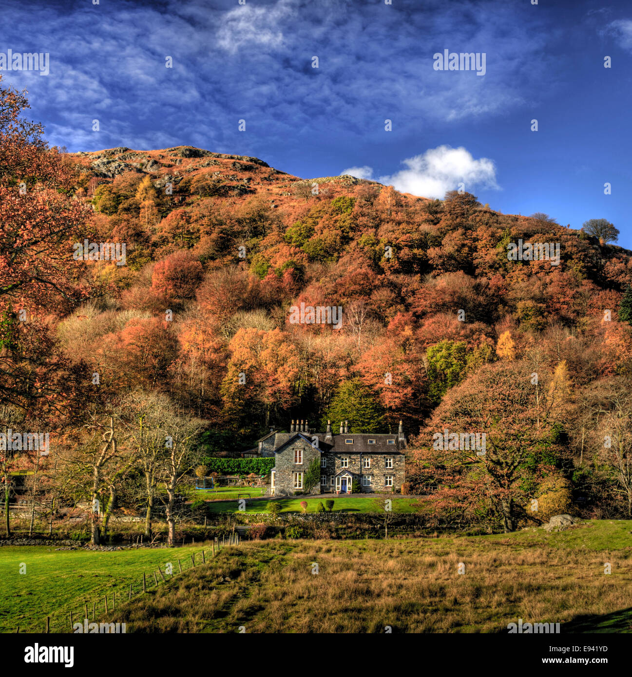 Herbstfärbung, Loughrigg Holme, Rydal, englischen Lake District, Großbritannien. Stockfoto