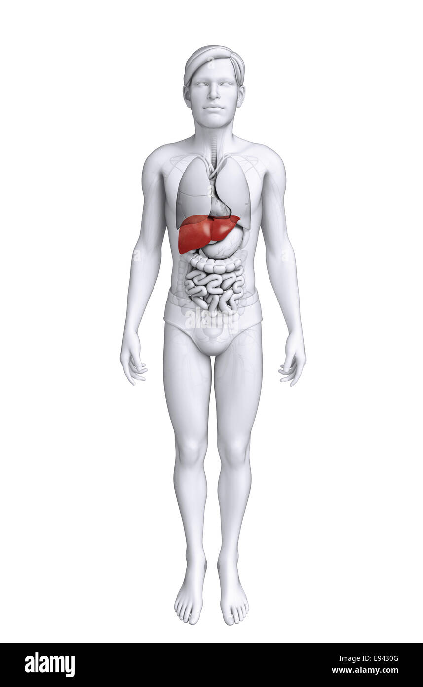 Darstellung der männlichen Anatomie der Leber Stockfoto