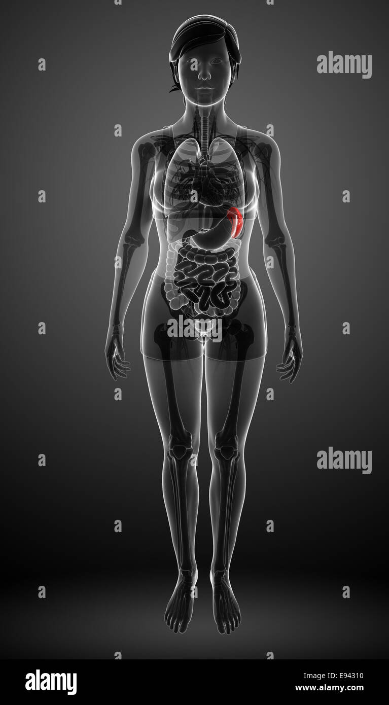 Darstellung der weiblichen Milz Anatomie Stockfoto